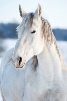 Fotobehang Besneeuwd paard in de winter