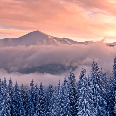 Fotobehang Besneeuwde kerstbomen en bergen in de mist