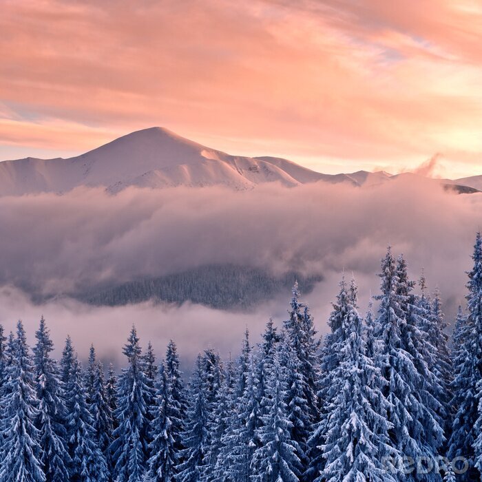 Fotobehang Besneeuwde kerstbomen en bergen in de mist