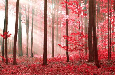 Fotobehang Betoverd bos in rood