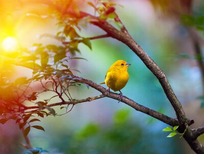 Fotobehang Betoverende vogel tussen zonnestralen