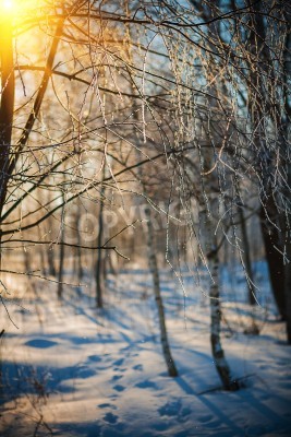 Fotobehang Bevroren berken in de winter