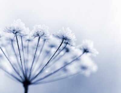 Fotobehang Bevroren bloemen
