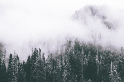 Fotobehang Bevroren bomen