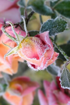 Fotobehang Bevroren roos in de tuin