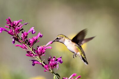 Fotobehang Bewegende vogel bij de bloemen