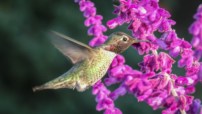 Fotobehang Bewegende vogel tussen bloemen