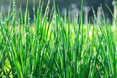 Fotobehang Bieslook in de tuin