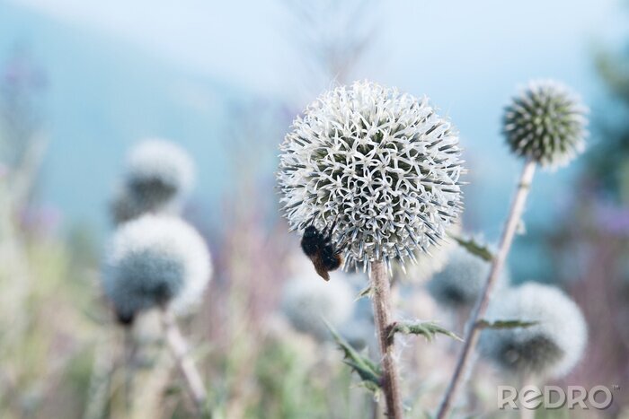 Fotobehang Bij en distel