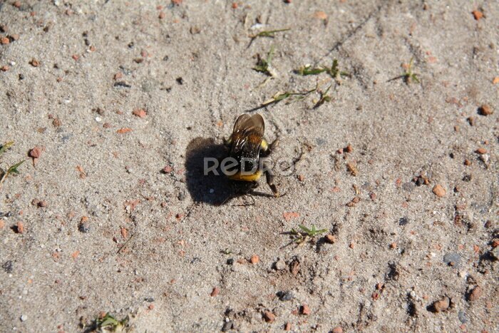 Fotobehang bij in de woestijn