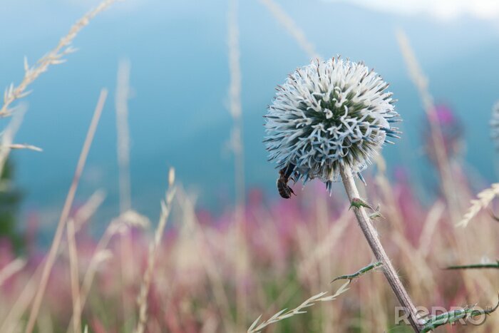 Fotobehang Bij op distels