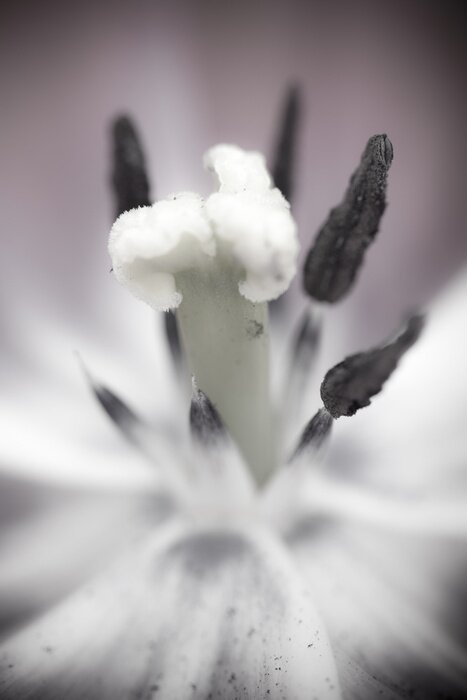 Fotobehang Binnenkant van een bloem