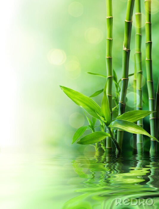 Fotobehang Blaadjes en bamboe bij het water
