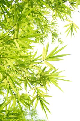 Fotobehang Blaadjes van bamboe op witte achtergrond