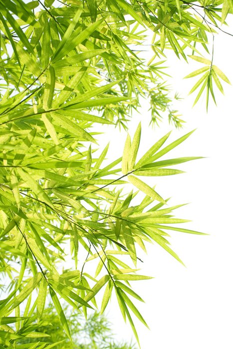 Fotobehang Blaadjes van bamboe op witte achtergrond