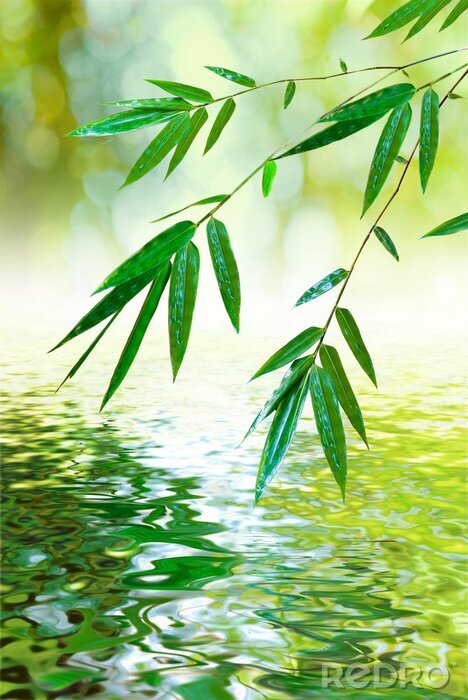 Fotobehang blad van bamboe