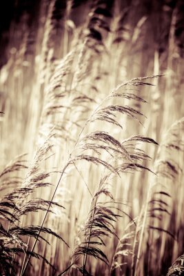 Fotobehang Bladen van droog sepia gras