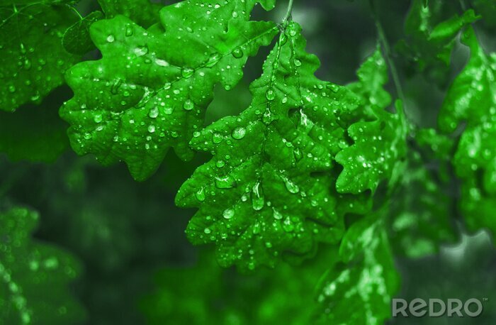 Fotobehang Bladeren groen in waterdruppels