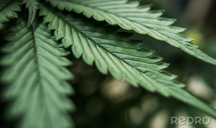 Fotobehang bladeren van cannabis marihuanaplant