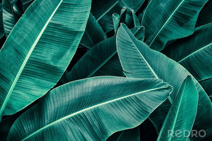 Fotobehang Bladeren van een regenwoud