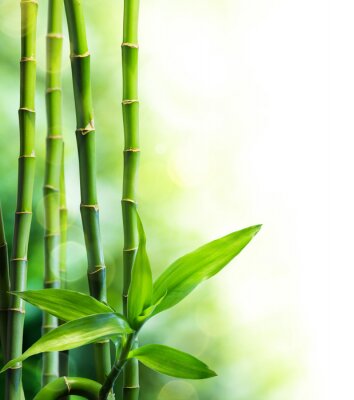 Fotobehang Bladeren van groene bamboe