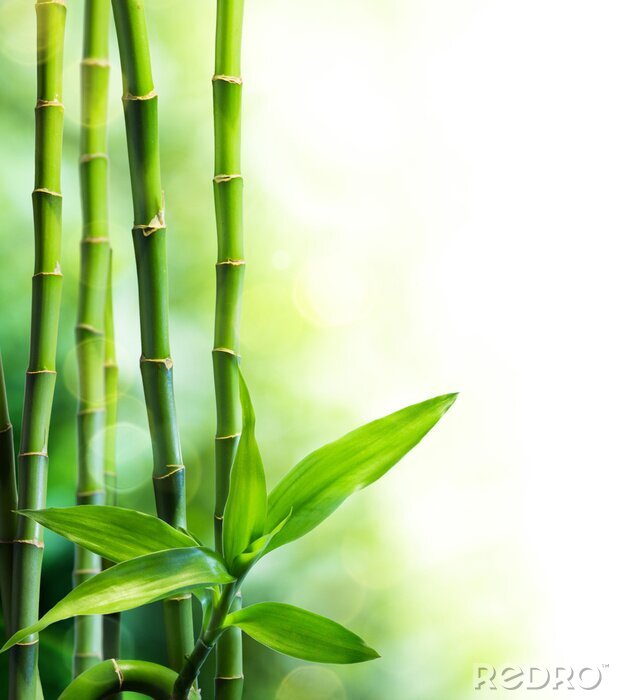 Fotobehang Bladeren van groene bamboe