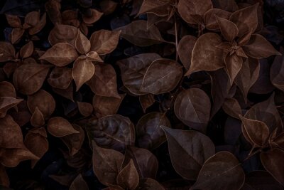 Fotobehang Bladeren van planten in herfstkleuren