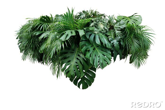 Fotobehang Bladeren van tropische planten