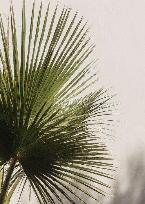 Fotobehang Bladeren verspreiden in een vaas