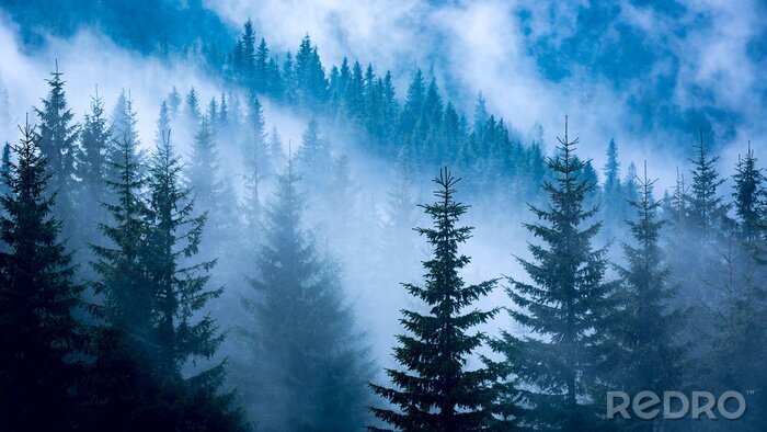 Fotobehang Blauw boslandschap