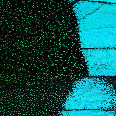 Fotobehang Blauw-groene vlindervleugel textuur