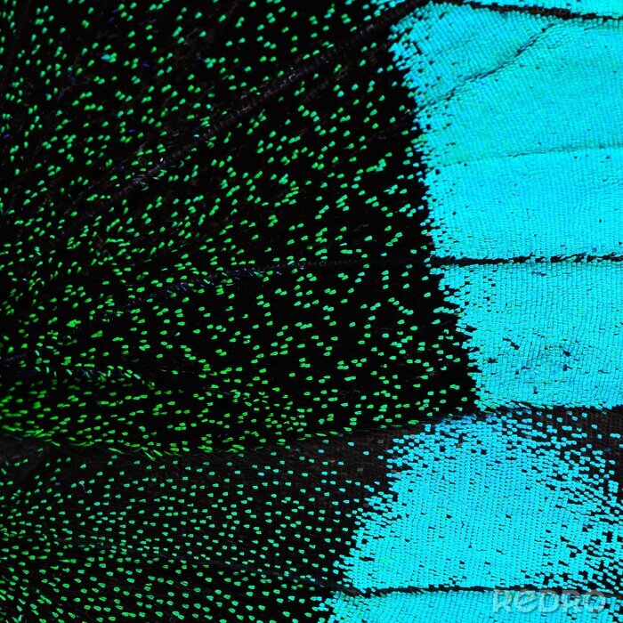 Fotobehang Blauw-groene vlindervleugel textuur