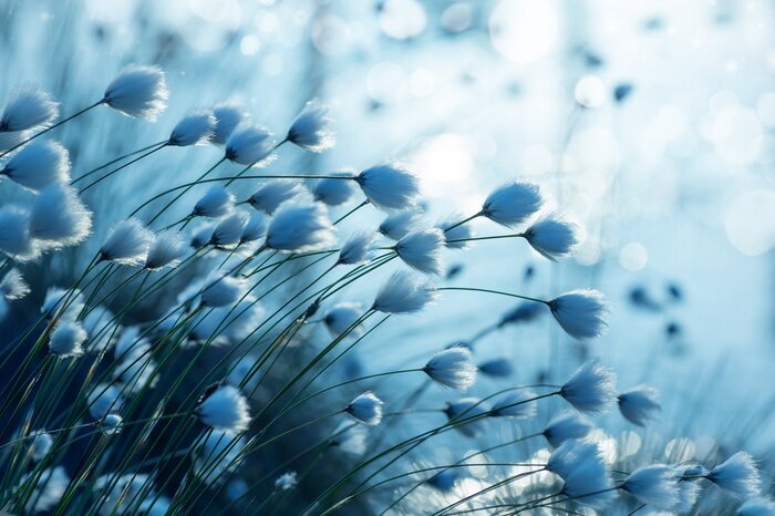 Fotobehang Blauw katoen