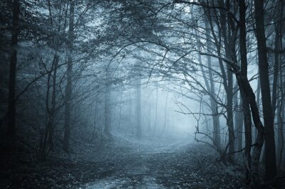Blauw licht in een mistig bos