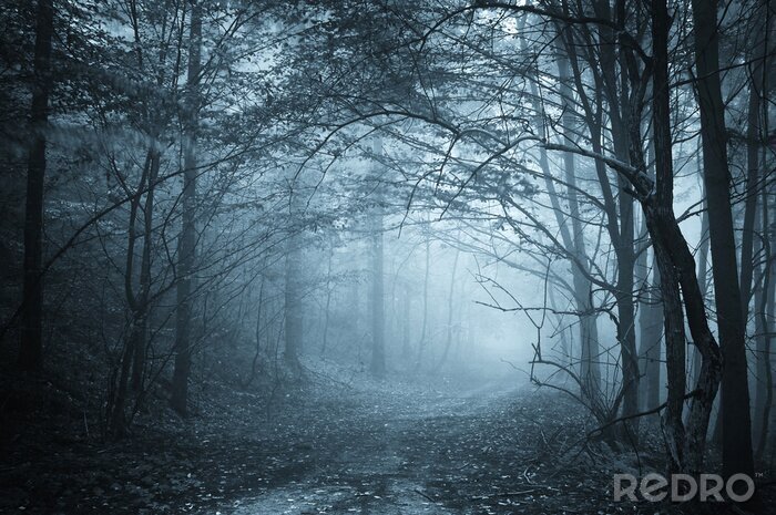 Fotobehang Blauw licht in een mistig bos