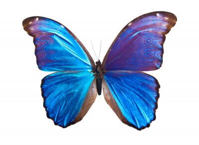 Fotobehang Blauw-paarse vlinder op een witte achtergrond