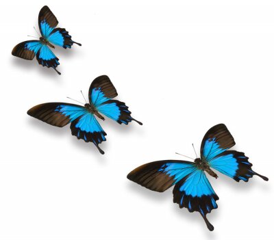 Fotobehang Blauw-zwarte vlinders op de grond