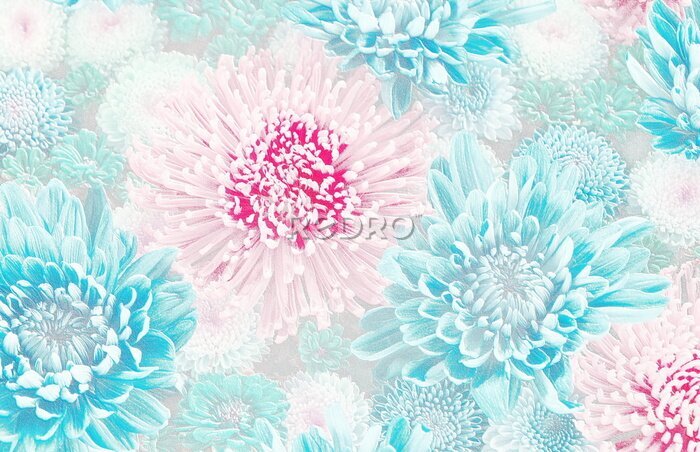 Fotobehang Blauwe 3D chrysantenbloemen