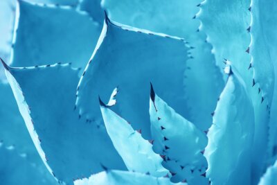Fotobehang Blauwe agaveblaadjes