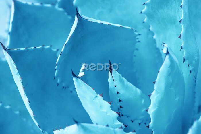 Fotobehang Blauwe agaveblaadjes