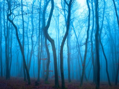 Fotobehang Blauwe avond in het bos