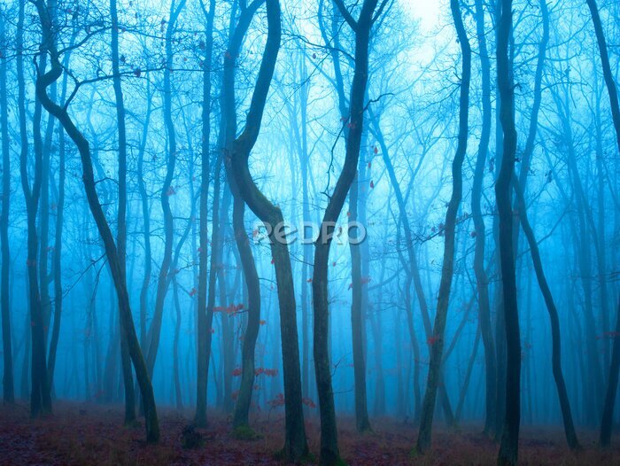 Fotobehang Blauwe avond in het bos