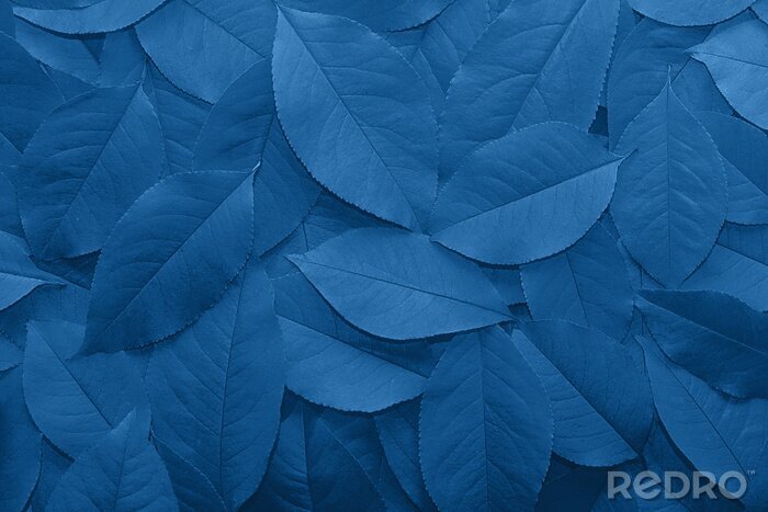 Fotobehang Blauwe bladeren