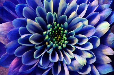 Fotobehang Blauwe bloem macro