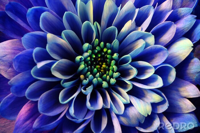 Fotobehang Blauwe bloem macro