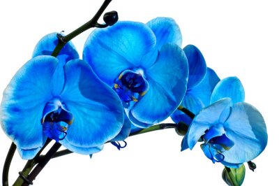Fotobehang Blauwe bloem op een witte achtergrond