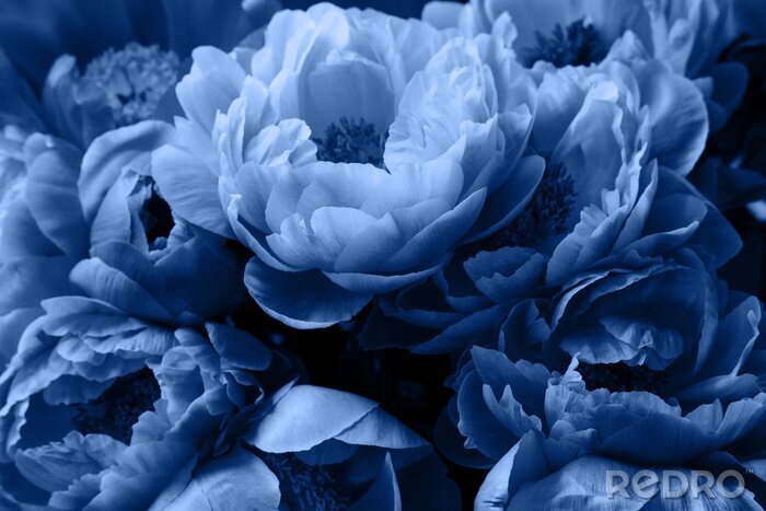 Fotobehang Blauwe bloemblaadjes van pioenrozen