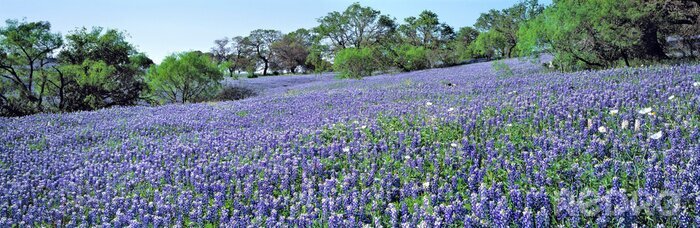 Fotobehang Blauwe bloemen in een weide