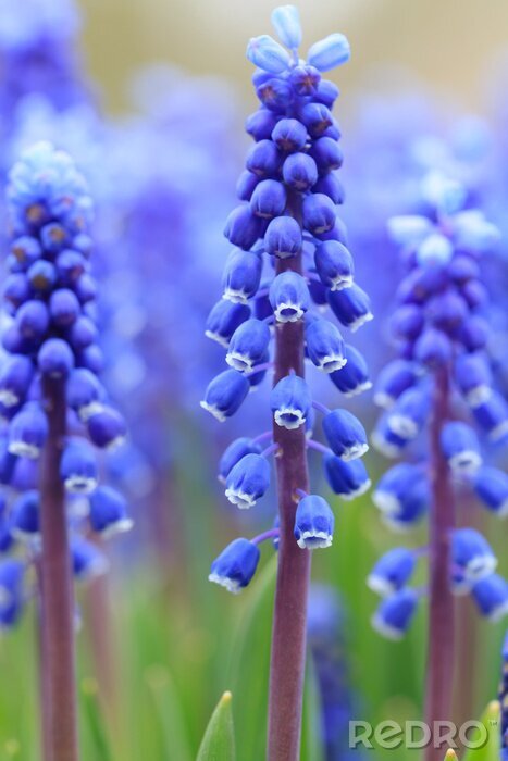 Fotobehang Blauwe bloemen tussen het gras