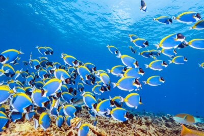 Fotobehang Blauwe exotische vis